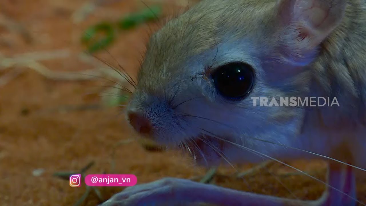 [FULL] JERBOA SI TIKUS JENJANG DAN KUCING RAMBUT PENDEK | SI OTAN (24/11/21)