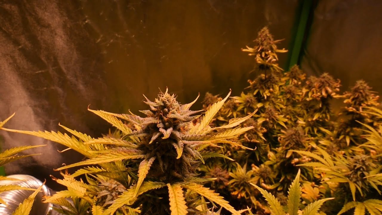 LED AUTOFLOWER  DOCUMENTARY FILM - LEGAL MEDICAL CANNABIS