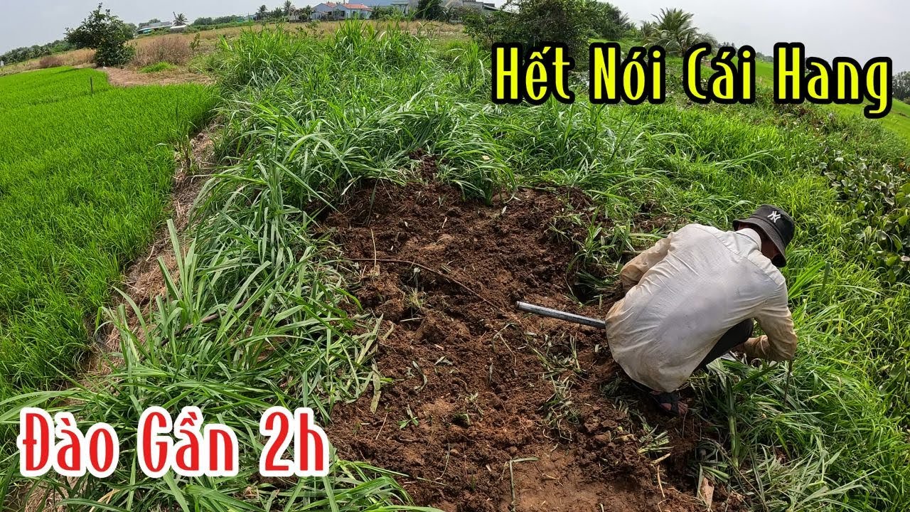 Hết Nói Con Hổ Mang Nó Ở Cái Hang Đào Gần 2h Mới Bắt Được Nó | Đam Mê Săn Bắt