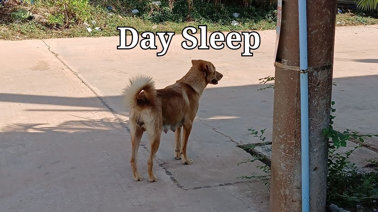 33.Enjoy daily life with Deva Acanza 🐾