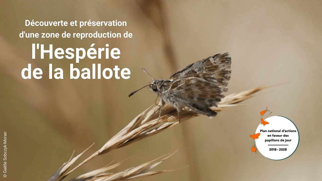 PNA Papillons de jour | Hespérie de la ballote (Opie et DREAL AuRA)