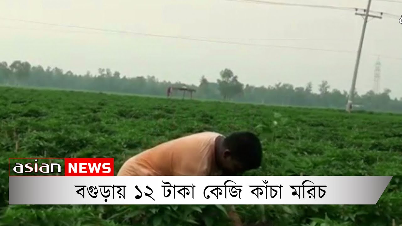 বগুড়ায় ১২ টাকা কেজি কাঁচা মরিচ | In Bogra, 12 taka per kg of raw chillies