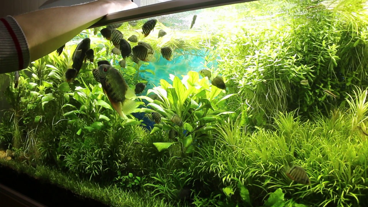 Handfeeding spotted severum (Heros notatus) adults and juveniles