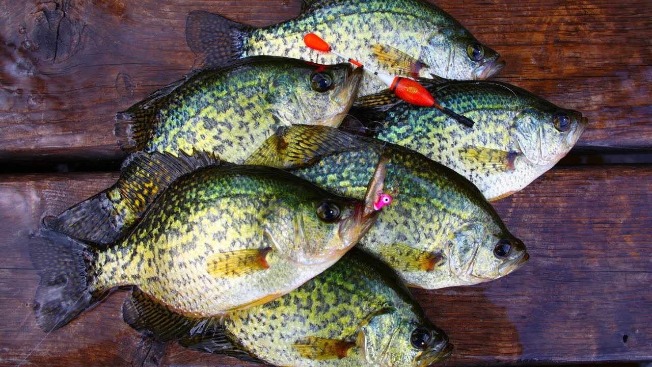 BLACK CRAPPIE CATCH AND COOK (SCHOOLING FISH!)