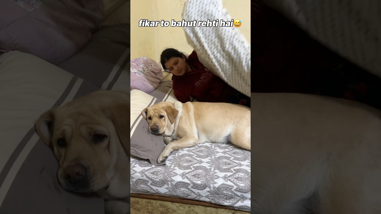 Fikar to hai 😅 || labra rubi || #youtubeshorts #shorts #labrador #dog #funny #memes #viralshort