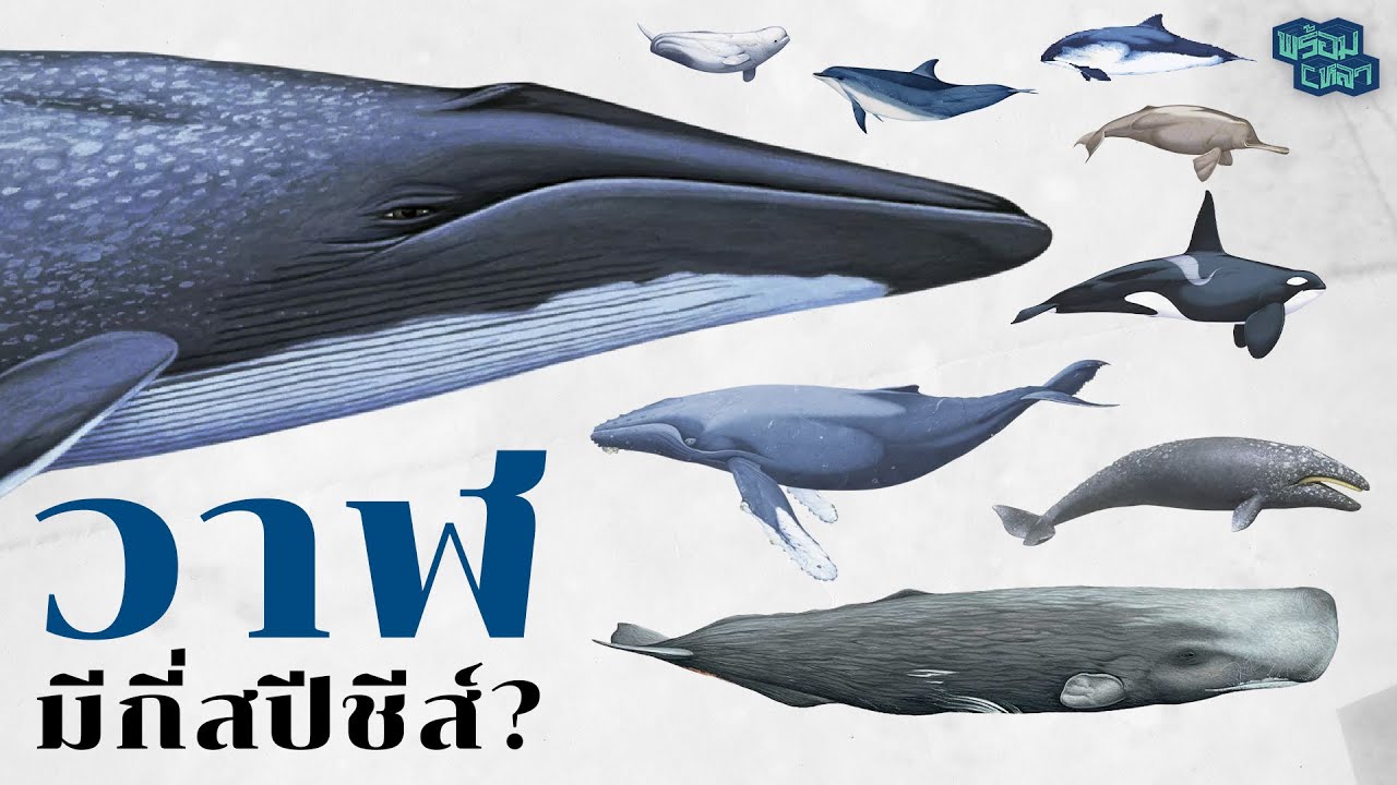 Whales : ยักษ์ใหญ่ใจดีที่จริงๆแล้วมีถึงเกือบ 100 สปีชีส์!
