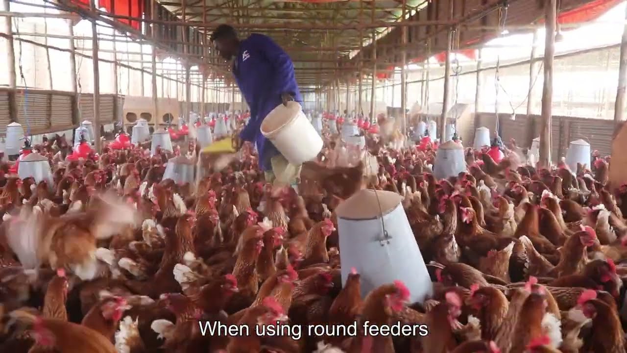 De Heus Farm Up Tutorial: Layers feeding management