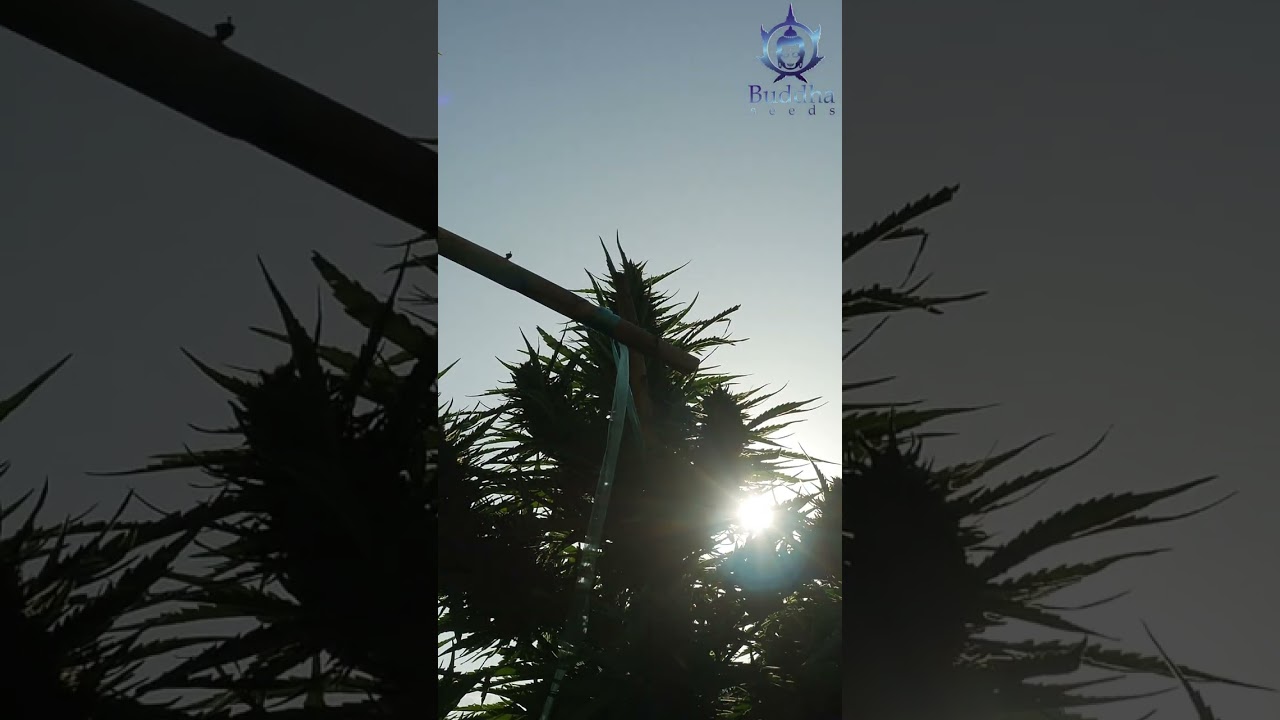Cu&aacute;l es el mejor momento para cosechar el cannabis si quiero obtener m&aacute;s TERPENOS