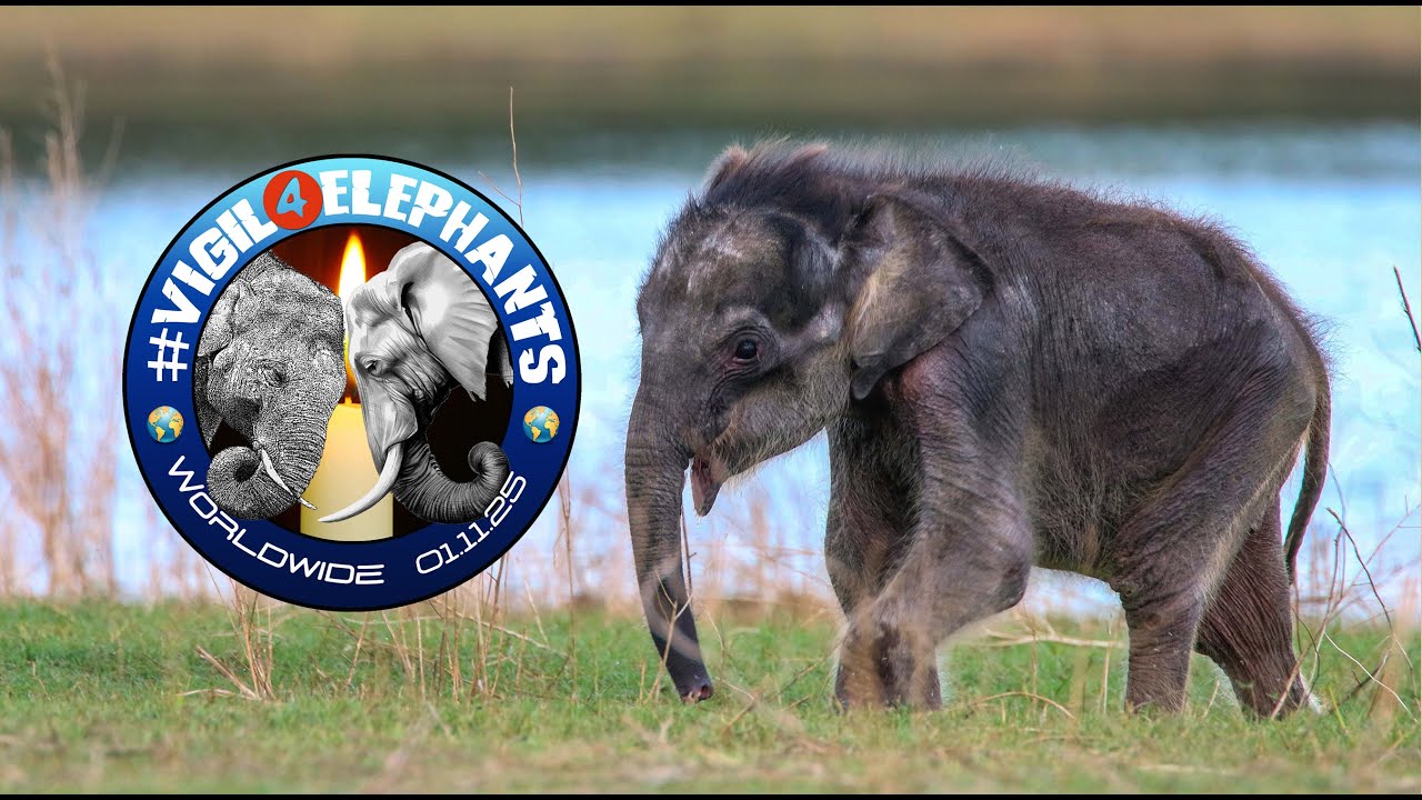 2024 VIGIL4ELEPHANTS