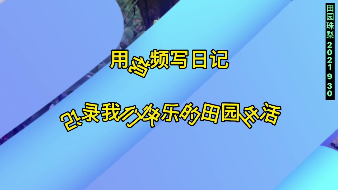 珠梨在日本的田园生活，改善土壤，首选稻壳熏炭。