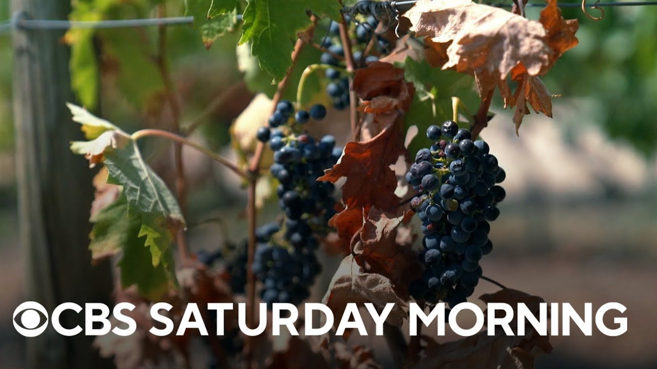 A trip to one of the largest port wine producers in the world