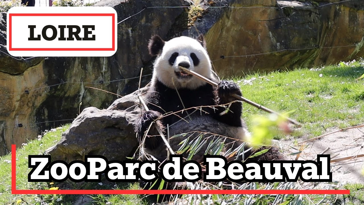 Animal Lover's Dreamland - ZooParc de Beauval, Loire, France