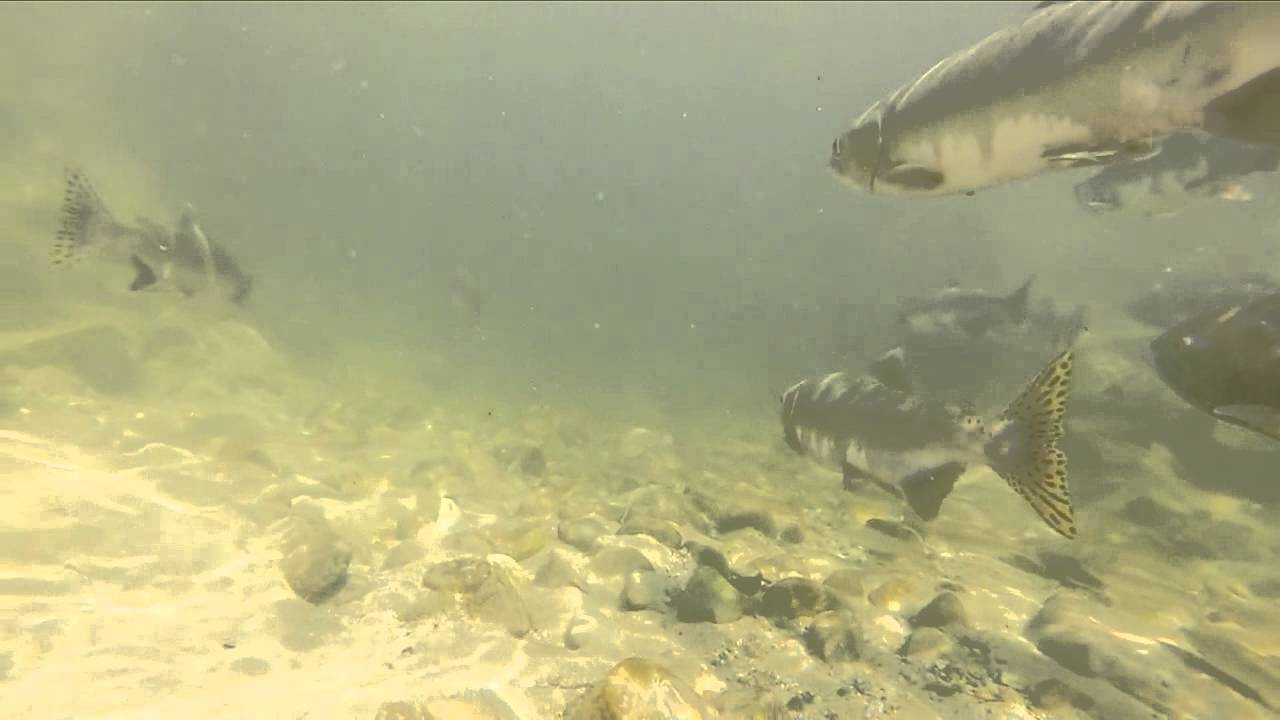 GoPro Fishing the Chehalis River in BC