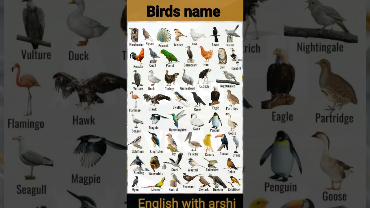A to Z Birds names// Birds Name English Vocabulary//  100 birds name in images with English name