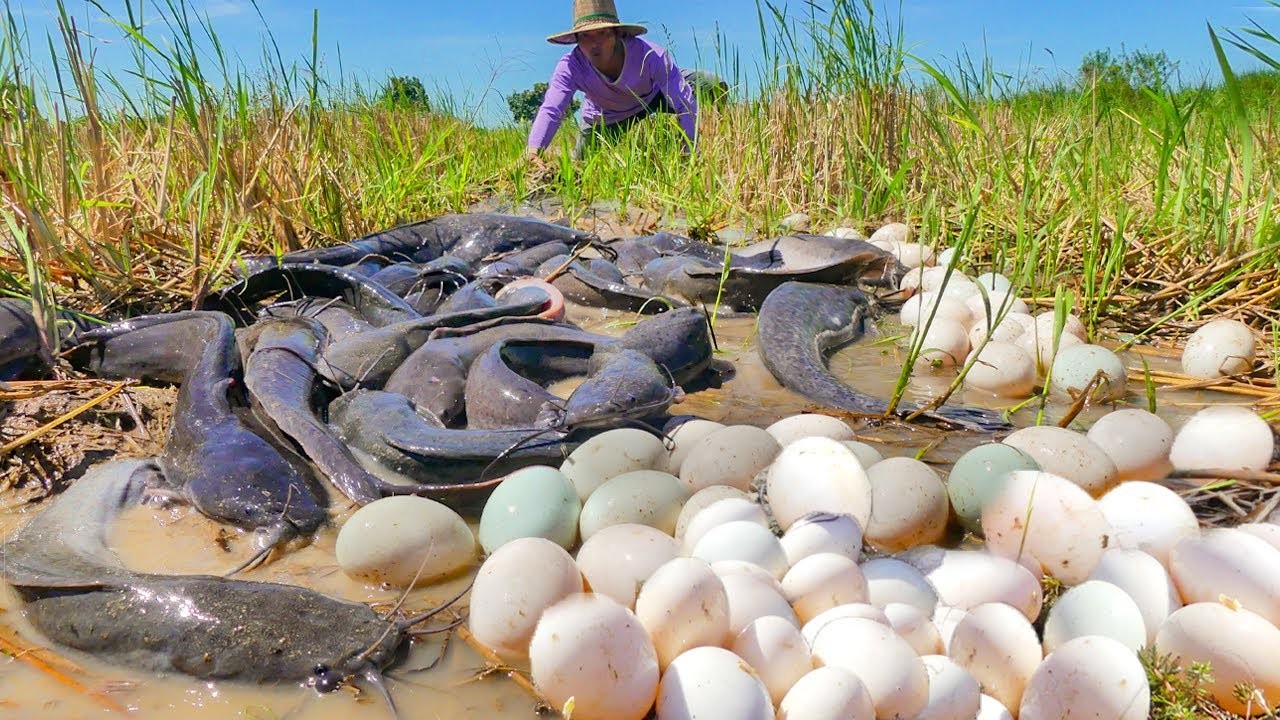 Unbelievable! Giant Catfish Guarding Hundreds of Eggs 🥚🐟