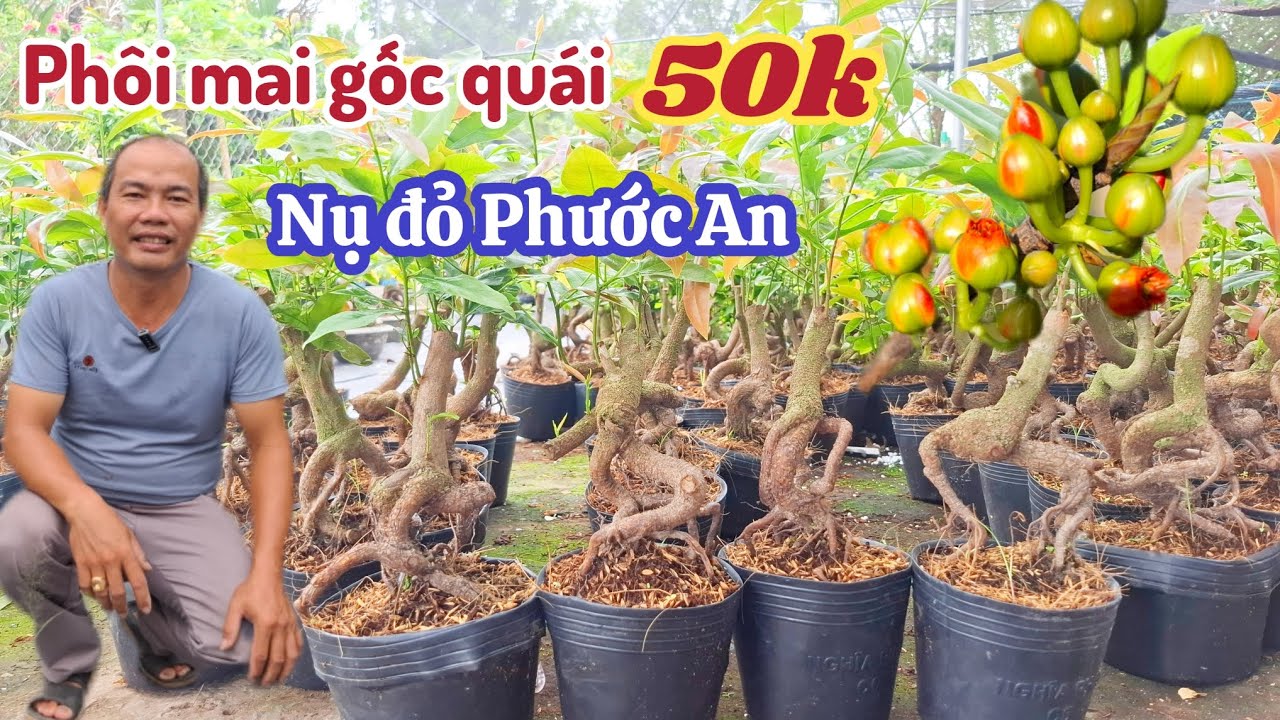 06/03/2026💥Mai vàng mai giống mới nhất nụ đỏ PhướcAn, giao lưu mai phôi 50k 