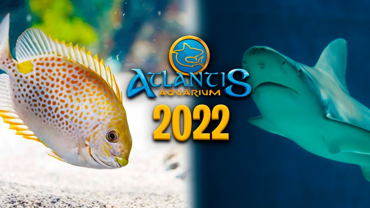 🐟ATLANTIS AQUARIUM MADRID 2022🐟