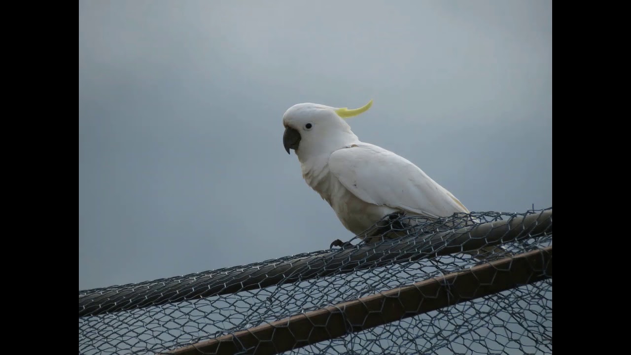 Cockatoo Noises to play to your bird