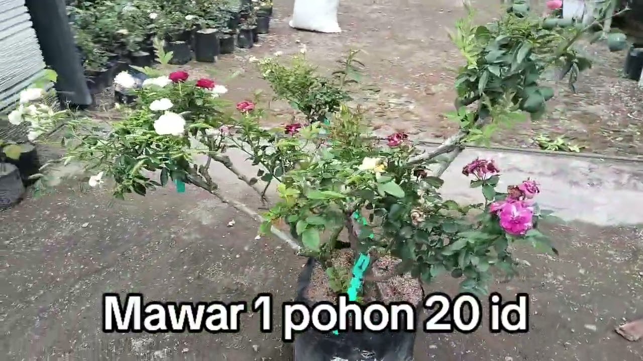 Bonsai Mawar