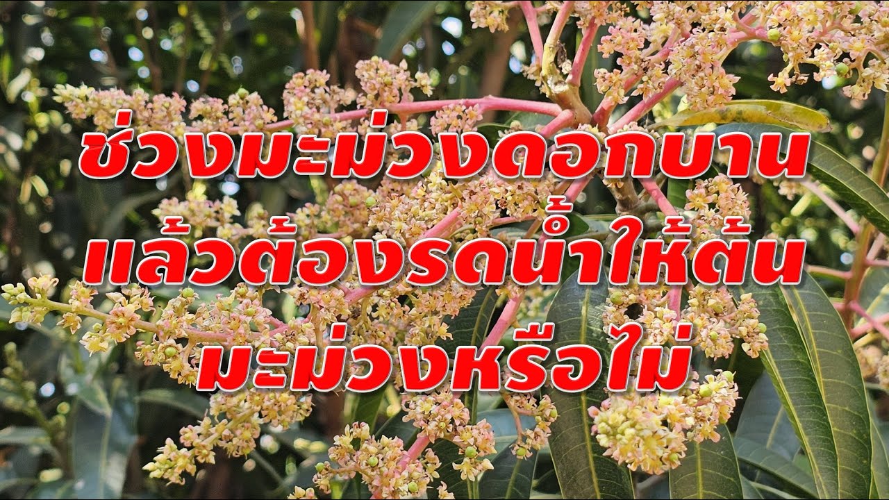 ช่วงมะม่วงดอกบานแล้วต้องรดน้ำให้ต้นมะม่วงหรือไม่