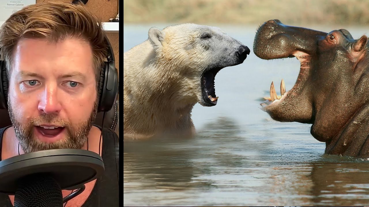 Polar Bear vs Hippo. Who Wins in a Fight?