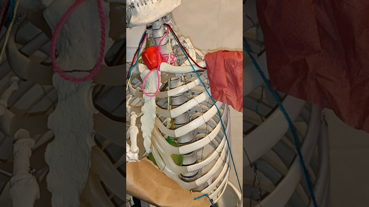 Head'sche Zone und Mackenzie Zone erklärt - viszerale Reflexbögen