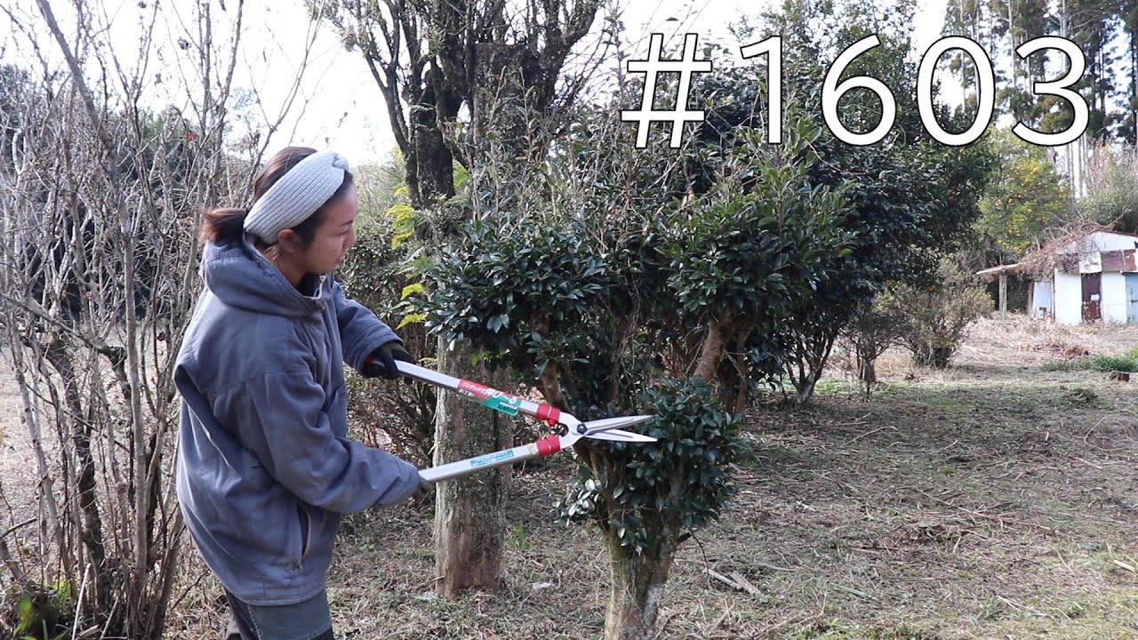 まあるい植木にしたい！初挑戦の刈込みバサミが超楽しい｜草刈と枯れ枝を処理して管理しやすい庭づくり