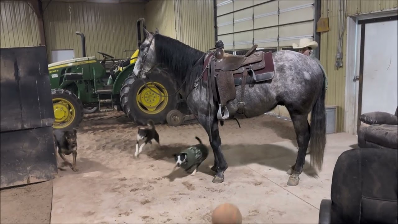 Martini video - Lot #23 - Consigned to SMB Sale, Blackhawk Arena, Salina, UT on March 13-14, 2026