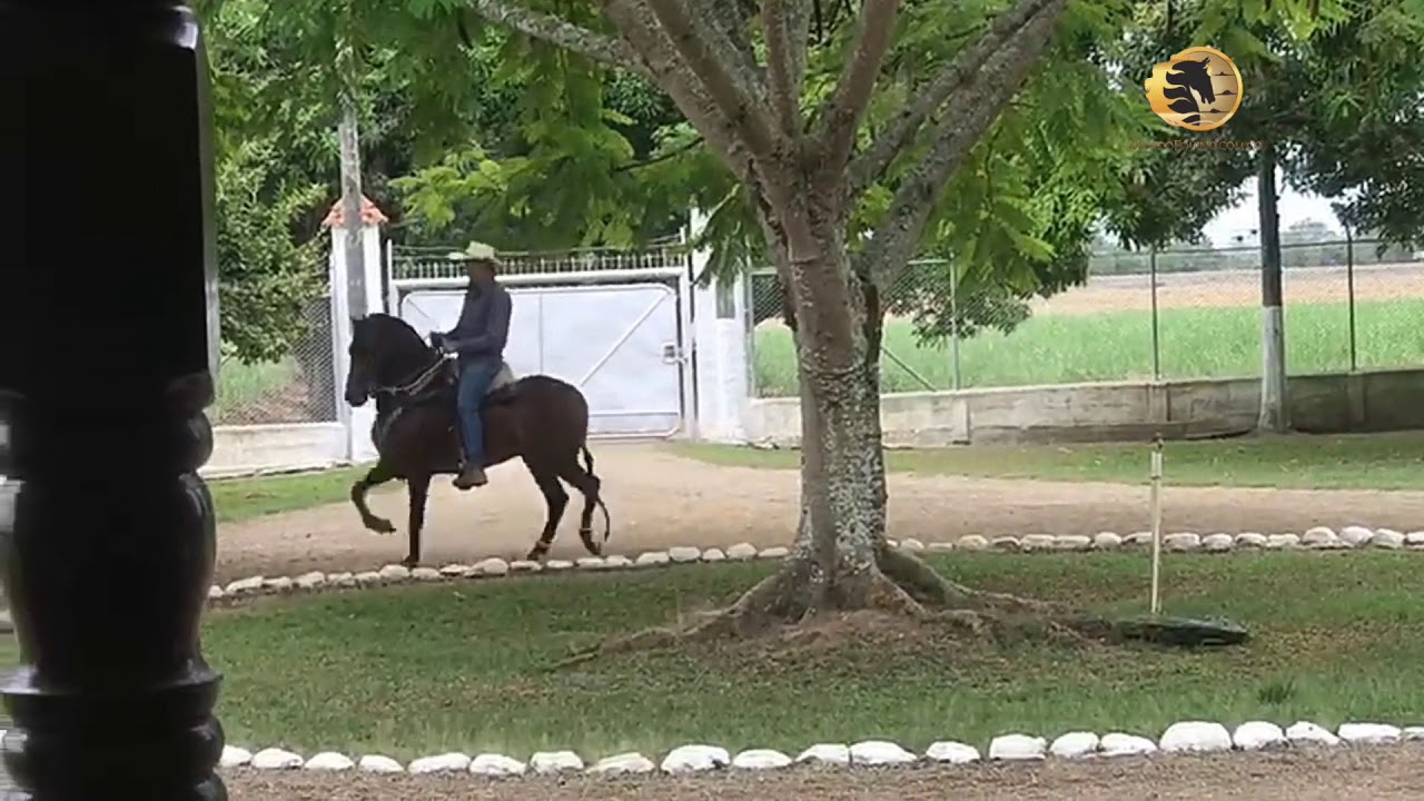 Oropel del Encanto. Se pone en venta este magn&iacute;fico potro de 35 meses de edad,