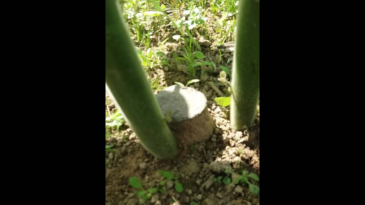 Paulovnija-Kidanje lastara iz cepovanog korena