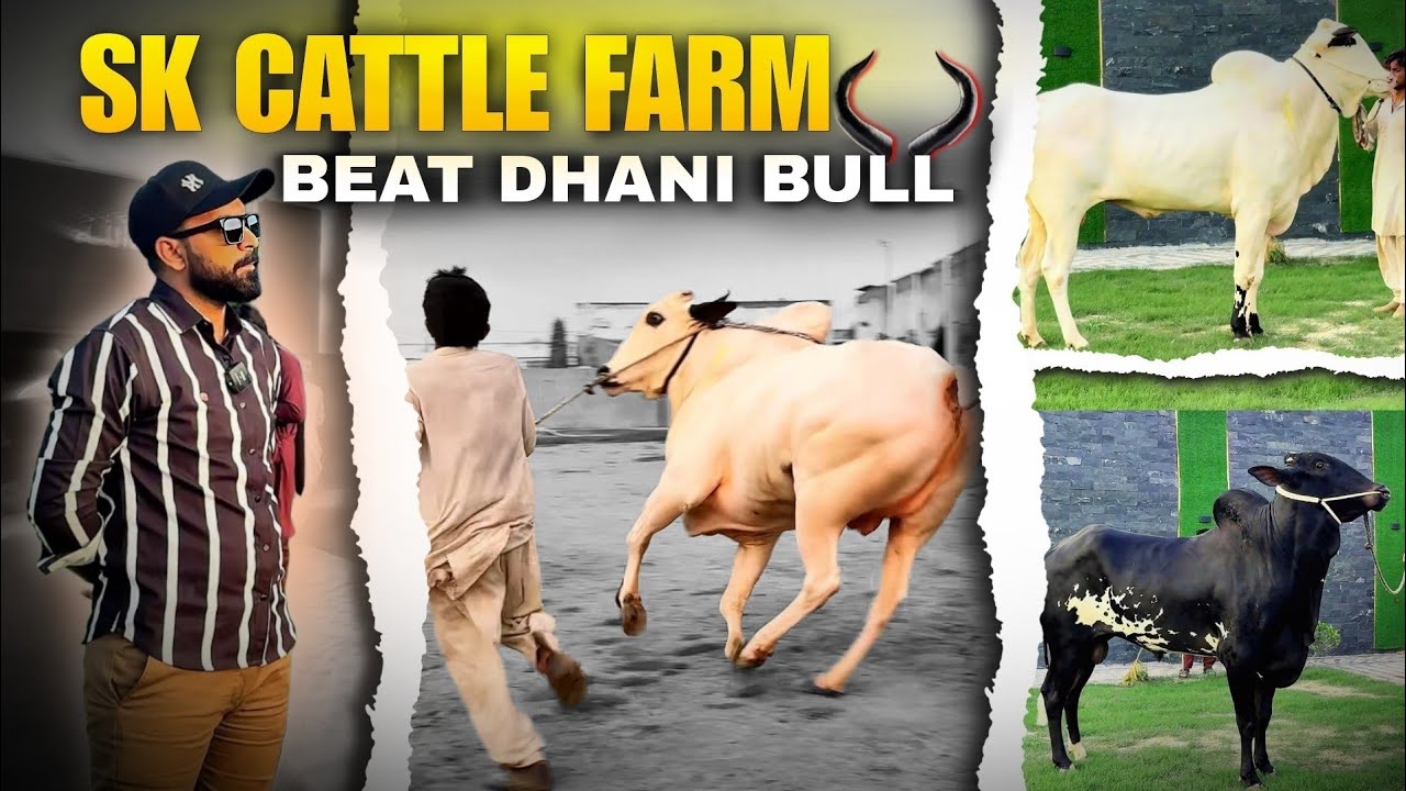 MURSHID NOT FOR SALE 🚫 SK CATTLE FARM 2026 2027 COLLECTION - FATEHJANGI BULL - DANGEROUS COW QURBANI