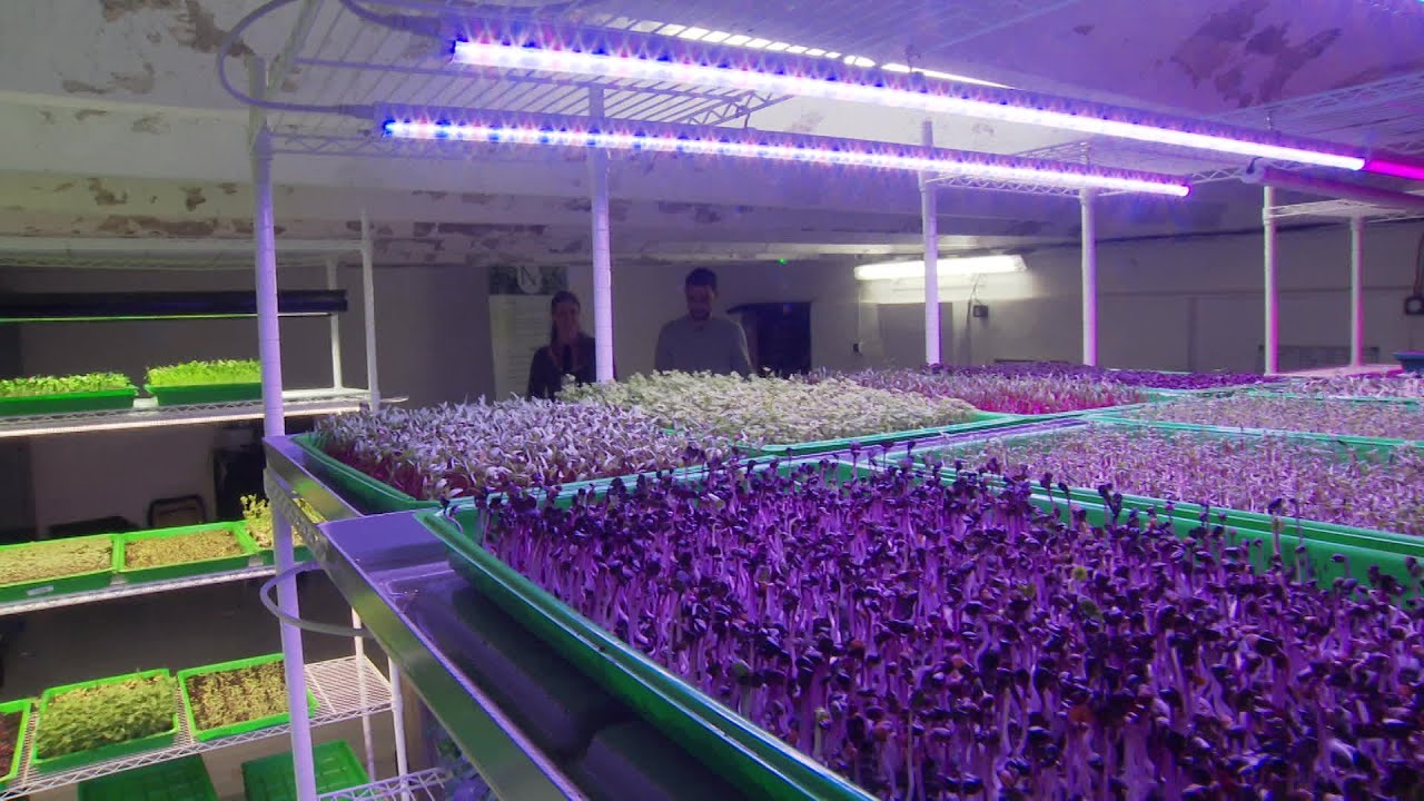 Quentin Otho : un  paysan urbain qui cultive dans une cave des micro-pousses à Montpellier