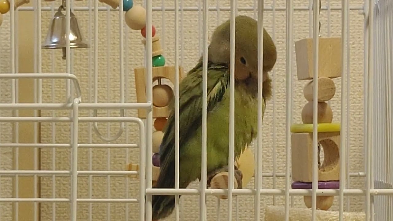 クッキーちゃんの家、まったりした生活 🧡🧡🧡🦜
