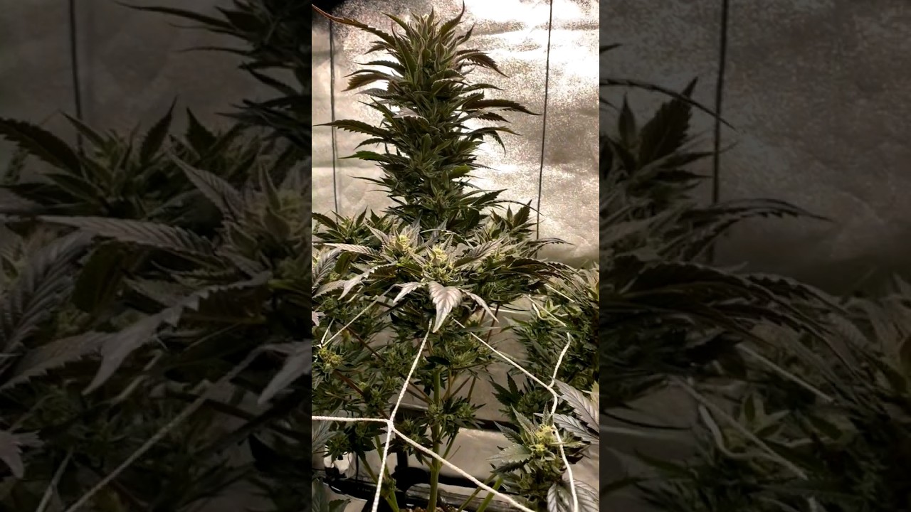 sour banana sherbet
