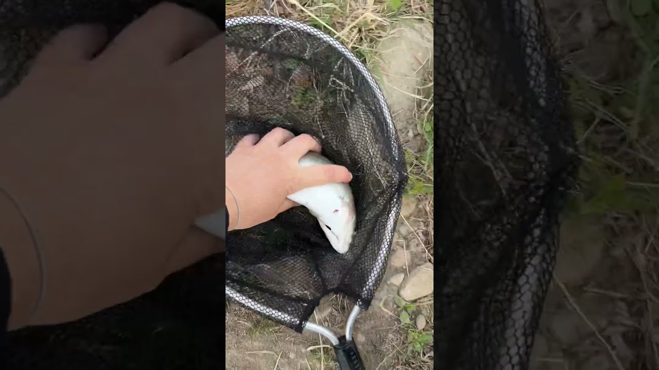 Форель 🤟нетипичная рыба в реке Ангара. Благодаря местным фермам