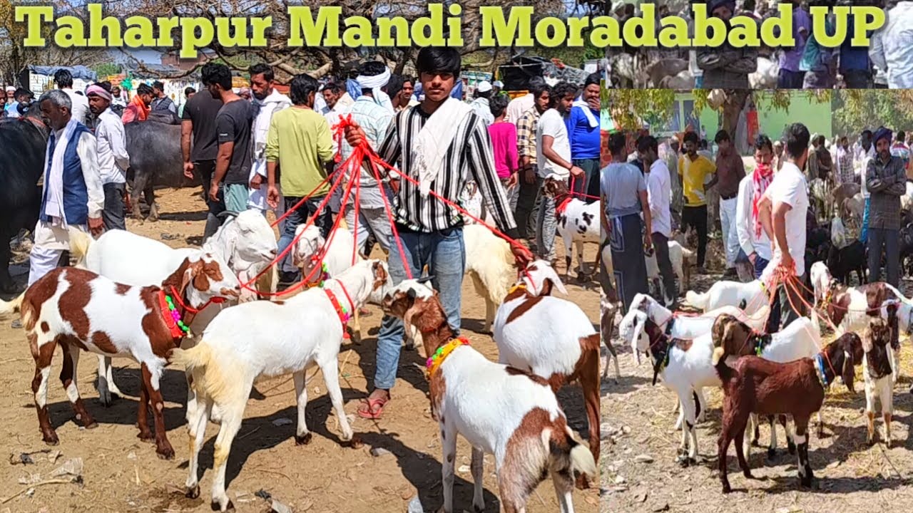 18 March taharpur Bakra Mandi 2025 new video | barbari goats for sale up Moradabad | Gulabi bakre
