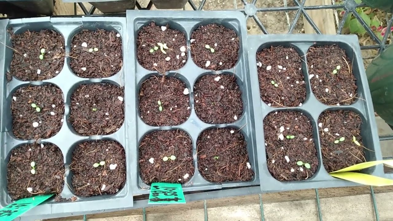 How To Grow Ranunculus From Seed 2 Different Methods, Growing Ranunculus Flowers From Seed