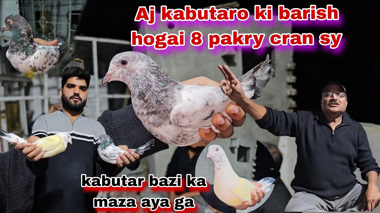 8 kabutar cran walo ny pakry😯mila lot leya mona charpai sy nechy gir gaya