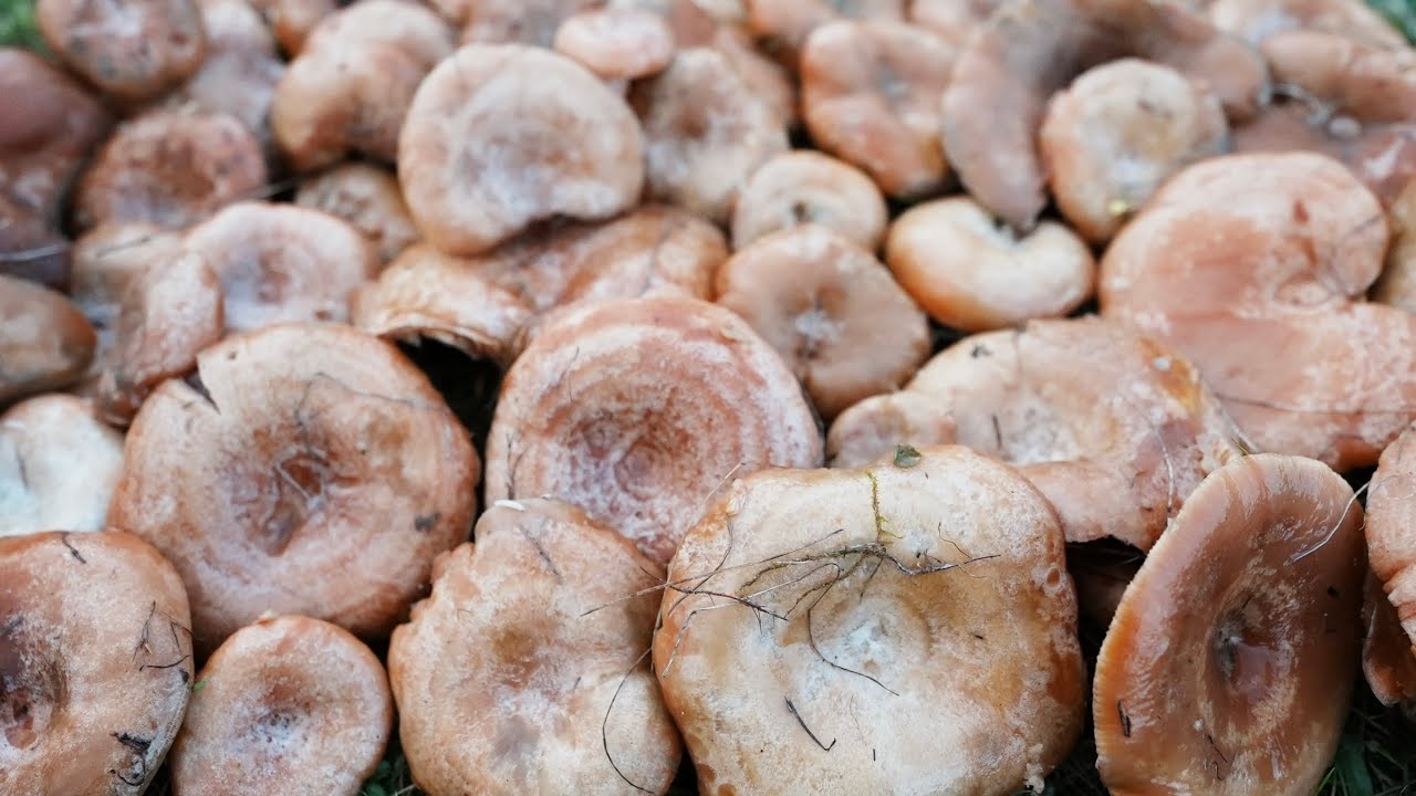 kolorowe GRZYBY łąkowe i JESZCZE WIĘCEJ RYDZÓW