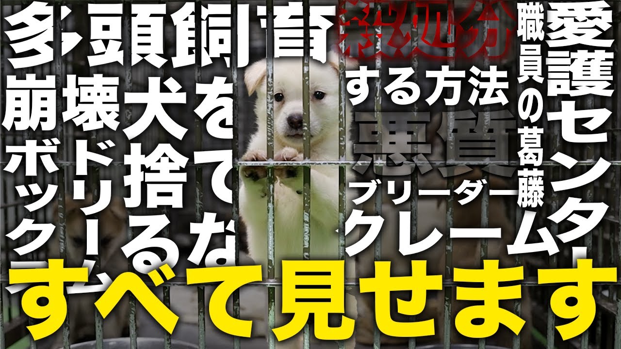 【マル秘】愛護センターから引き取っている様子全て見せます