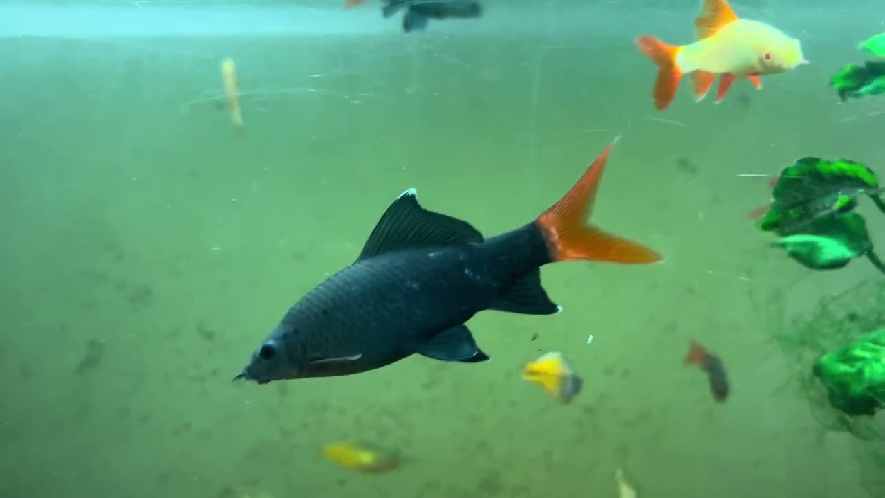 Redtail & Rainbow Sharks Week11, in Green Water 