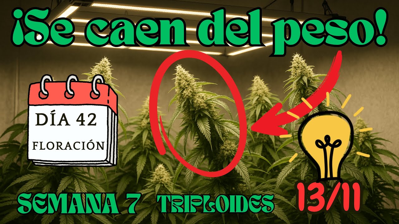 🍁 SE CAEN DEL PESO EN LA SEMANA 7 DE FLORACI&Oacute;N | TRIPLOIDES - FOTOPERIODO 13/11🍁