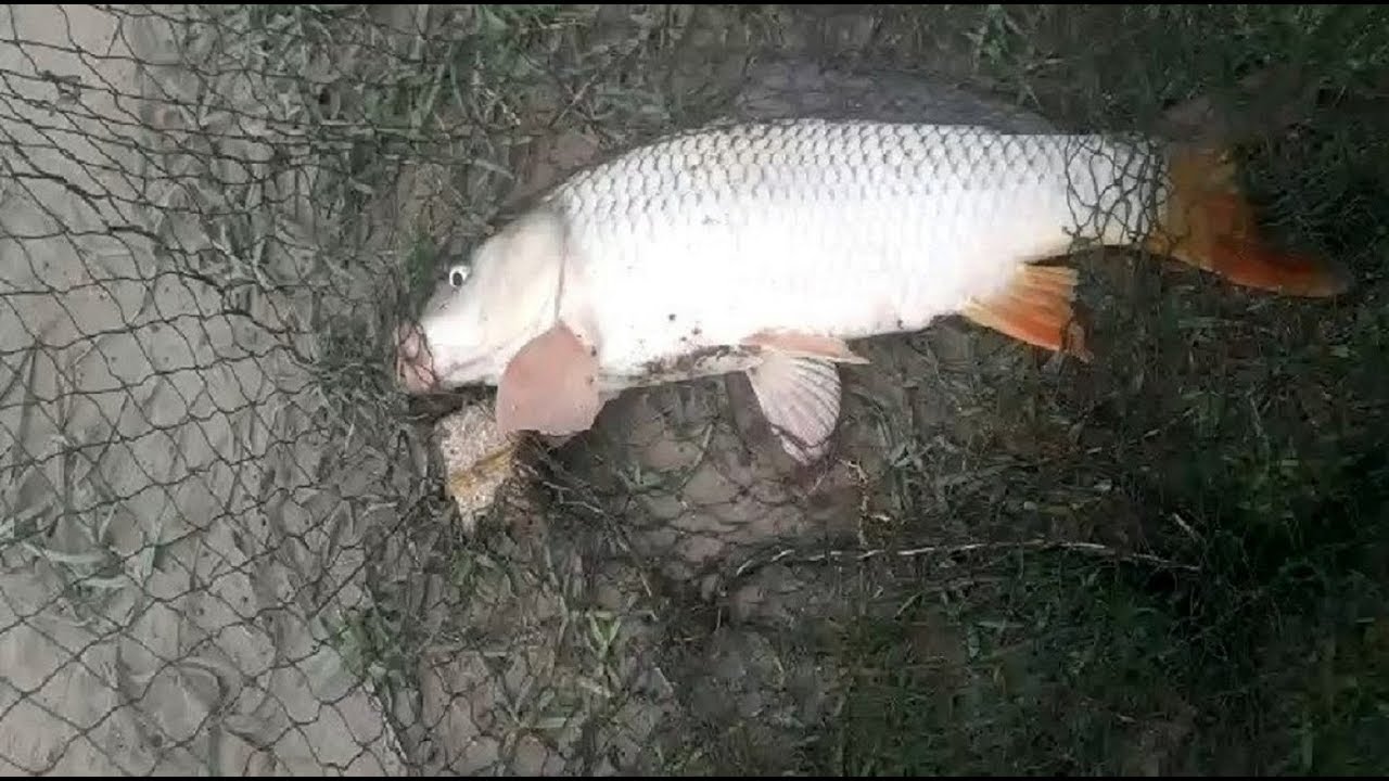 Şəmkir balıq ovu: Kür qəsəbəsi və Bayramlı kəndi. Sazan avı. Carp fishing. Oхота на сазана