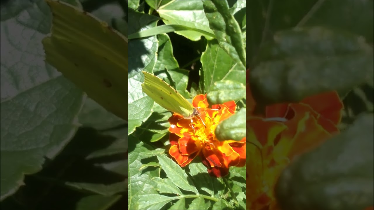 Common brimstone butterfly / Лимонница обыкновенная #shorts