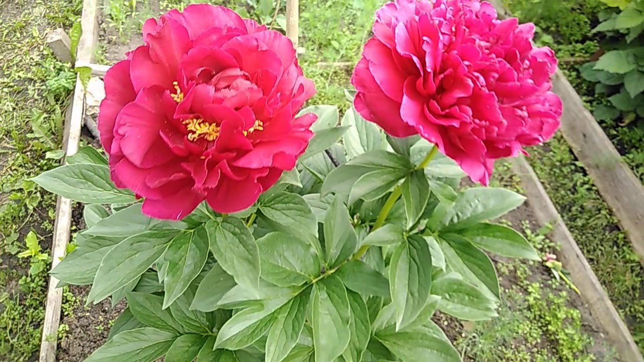 Пион  Олд Фейтфул (Paeonia Old Faithful