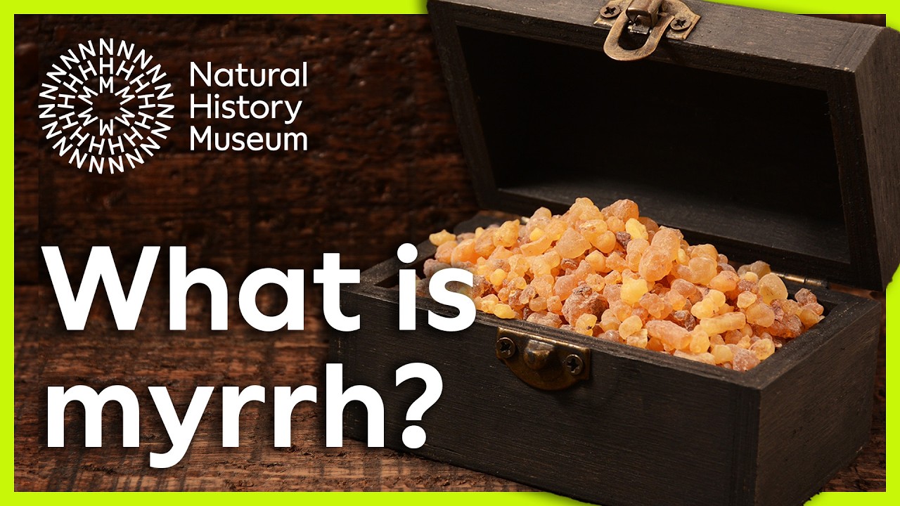 What is myrrh? | Surprising Science