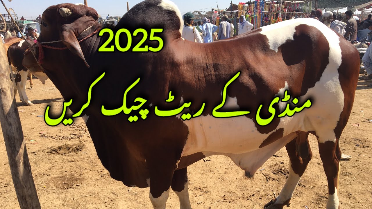 Tando Adam Mandi update by Hyder Lashari