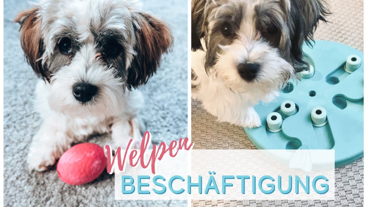 Welpen beschäftigen I Kopf - & Nasenarbeit I Fibis Adventures