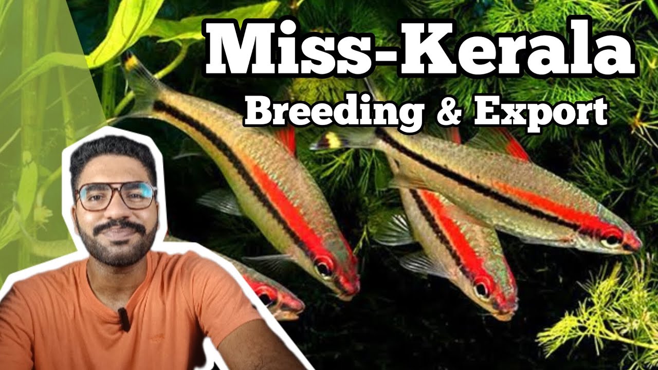 MISS KERALA FISH BREEDING & EXPORT
