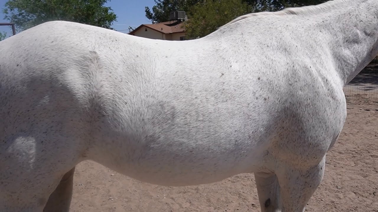 Horse grooming ASMR